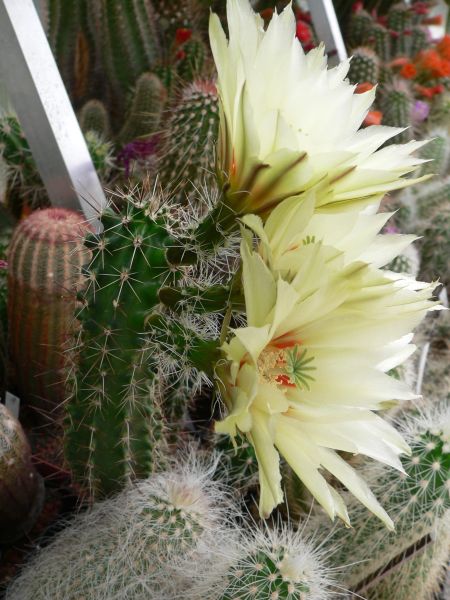 Echinocereus papillosus